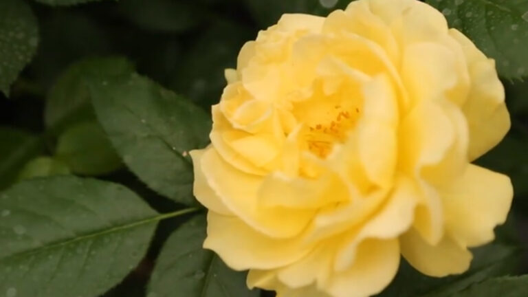 A Gardener’s Guide to Growing Rosesproduct featured image thumbnail.